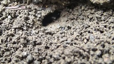 Karıncalar bir yağmur sonra