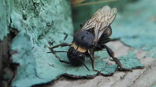 Bourdon après une pluie — Video