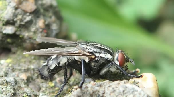 Fly moving because  an ant — Stock Video