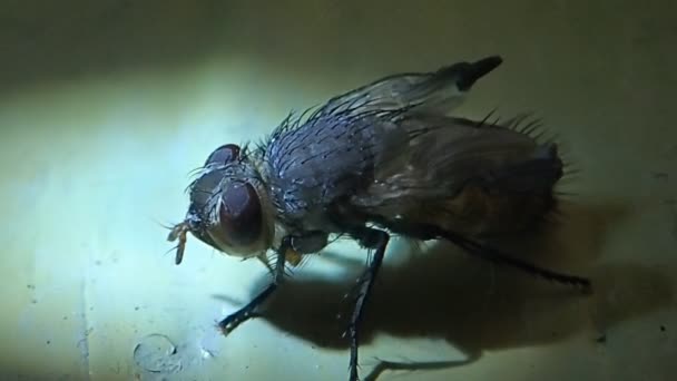 Neue Fliege mit sich ausdehnenden Flügeln — Stockvideo