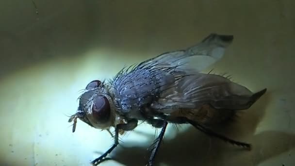 New fly with its wings expanding more — Stock Video