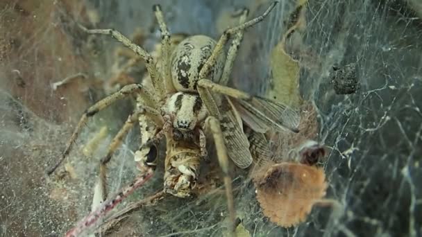 Embudo tela araña chupando el jugo de su presa, una langosta — Vídeo de stock