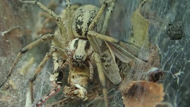 Funnel web spider sucking the juice of its prey, closer frame — Stock Video