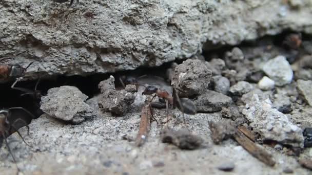 Красные муравьи у нового входа — стоковое видео