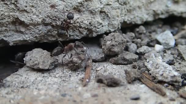 Червоні мурахи охороняють свій новий вхід — стокове відео