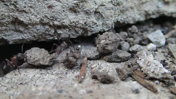 Yeni bir eve taşınma zamanı içinde kırmızı karıncalar — Stok video