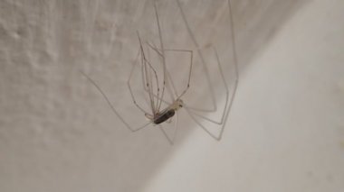 Tavanda çoğalmaktadır genç uzun bacaklı örümcek