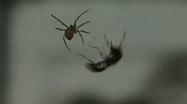 Bebek örümcek yemek için küçük bir karınca için hazırlanıyor 