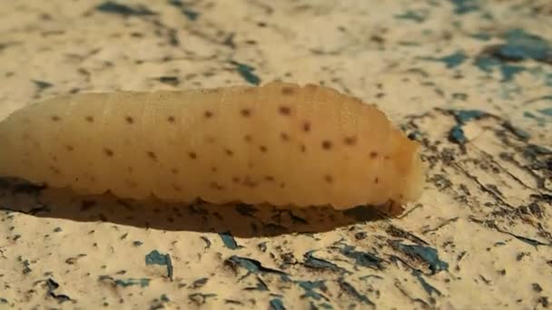 Sarı caterpillar yalnız ahşap yürüyüş — Stok video