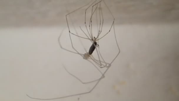 Long legs spider moulting — Stock Video