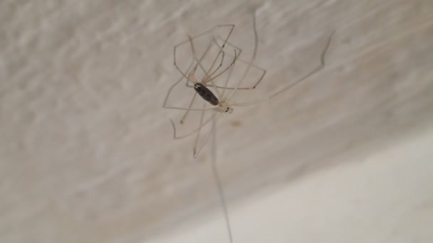 Long legs spider moulting on ceiling — Stock Video