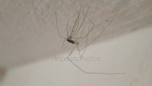 Young long legs spider moulting — Stock Video