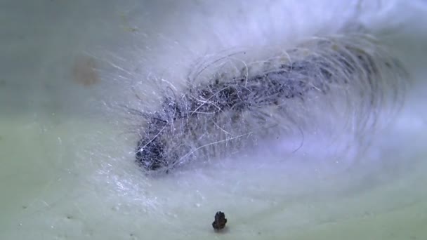 Caterpillar maken van een folicle — Stockvideo