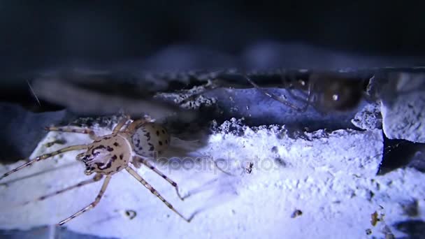 Пятнистый паук выходит из кадра — стоковое видео
