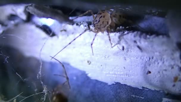 Spotted spider trying to catch a house spider — Stock Video