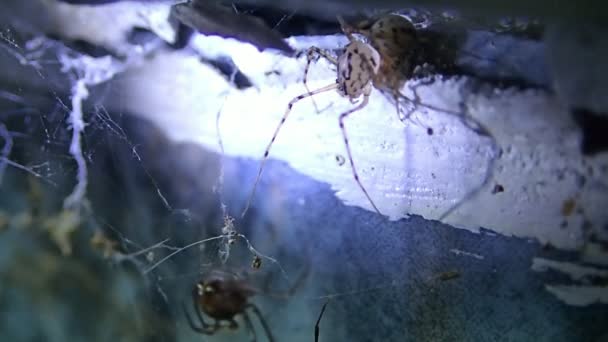 Gefleckte Spinne auf der Suche nach Hausspinnen — Stockvideo