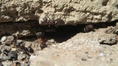 Kırmızı karıncalar bir giriş koruma 
