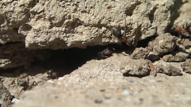 Hormigas en su nueva entrada — Vídeo de stock