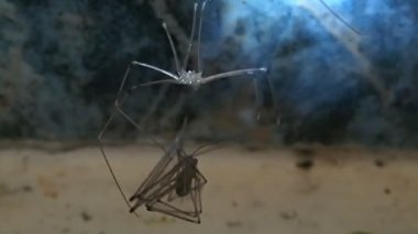 Kafatası örümcek kağıdınız avını, başka bir kafatası örümcek