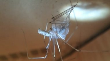 Kafatası örümcek ve avını başka bir kafatası örümcek