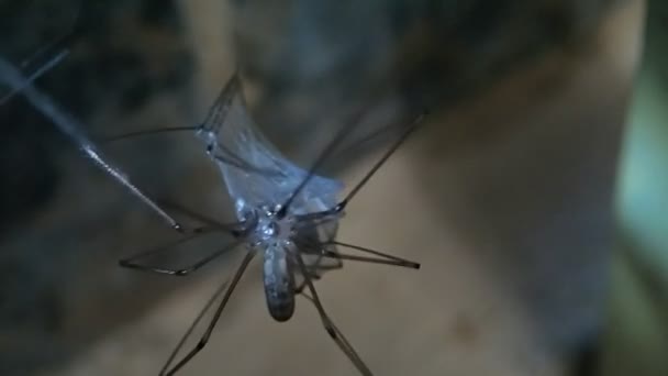 Cannibale cave araignée et sa proie, une autre araignée cave 