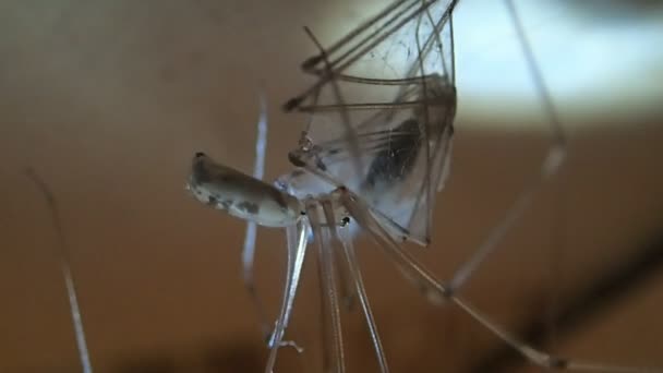 Kelder van de spin en haar prooi, een andere spin van de kelder — Stockvideo