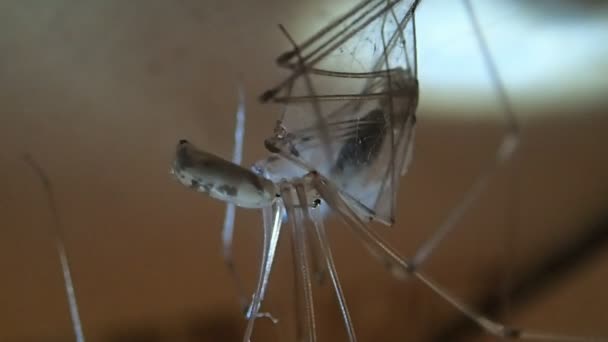 Araignée de cave et sa proie, une autre araignée de cave 