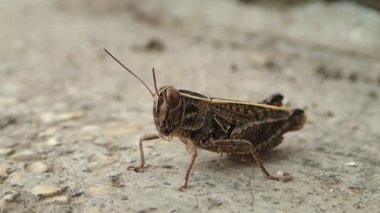 Kahverengi locust ağzını hareket