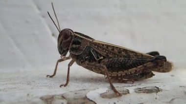 Kahverengi locust dönüm ve çerçeve bırakarak