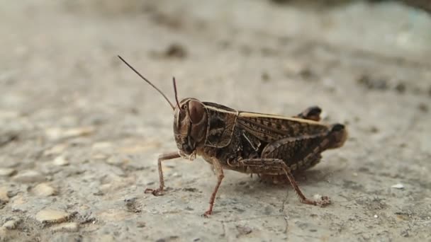 Brown locust moving its mouth — Stock Video