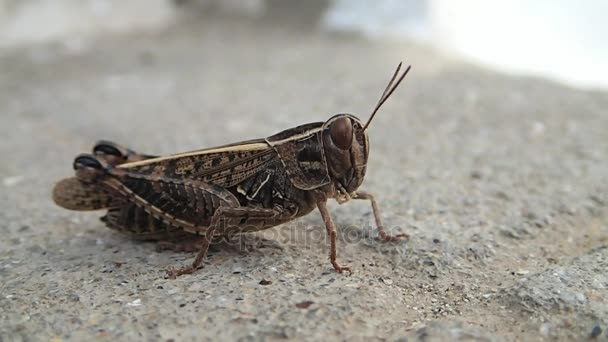 Brun locust lämnar bildrutan — Stockvideo