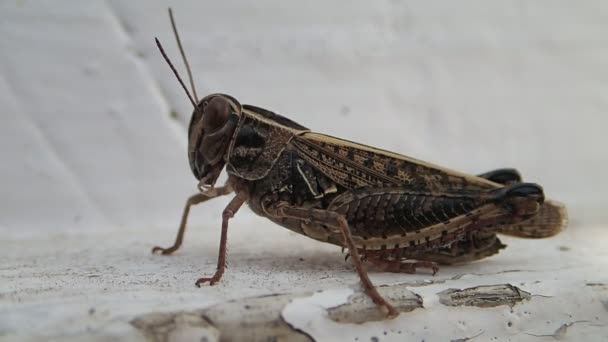 Коричневий locust токарства, залишаючи кадру — стокове відео