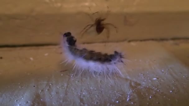 Maison araignée préparer une proie, une chenille 