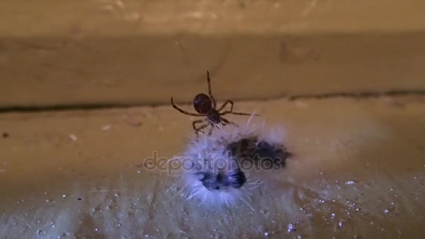 Maison araignée préparant sa proie, une chenille, pour la manger  
