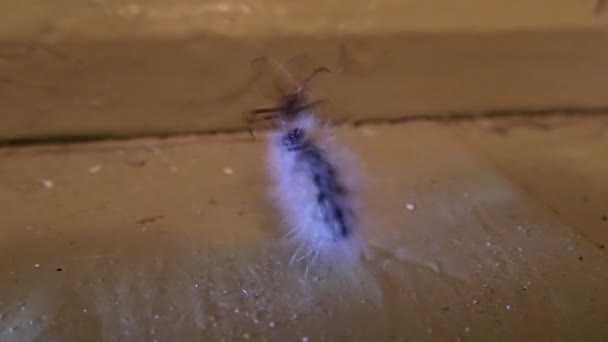 Maison araignée préparer sa proie, une chenille 