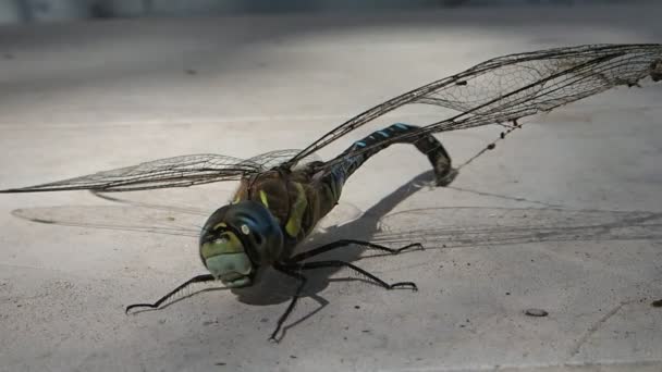 Libélula con pelucas enmarañadas con seda de araña dejando el marco — Vídeos de Stock