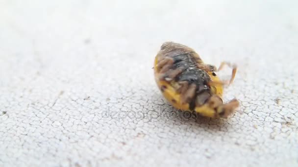 Sarı böceği ayakları üzerinde açmak için çalışıyor — Stok video