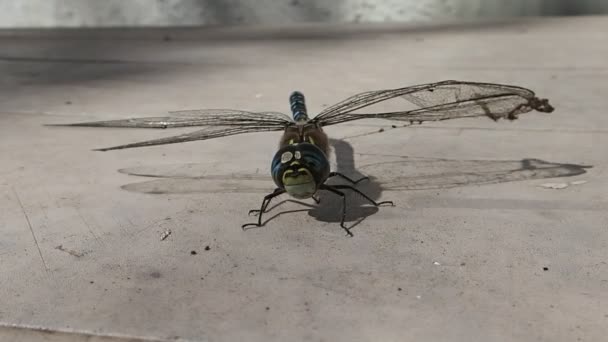 Dragonfly met pruiken gematteerd met spider silk probeert te gebruiken zijn vleugels — Stockvideo