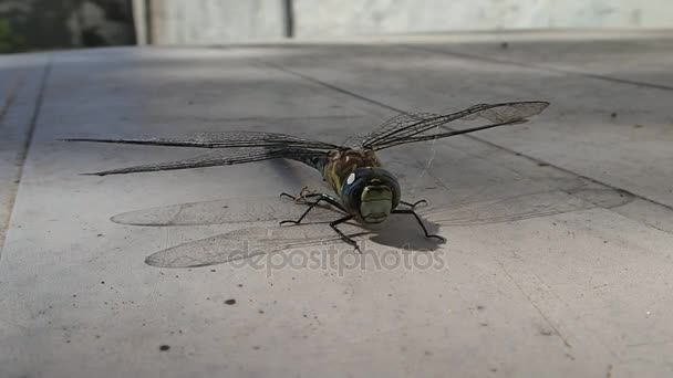 Vážka s paruky slepené pavoučí hedvábí na stůl — Stock video