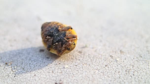 Coccinelle jaune tournant sur ses jambes  