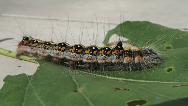 Larva peluda de color moviéndose un poco — Vídeos de Stock