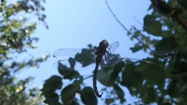 Bir örümcek ağı keçeleşmiş yusufçuk