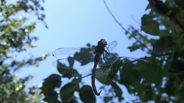 Dragonfly gematteerd in een spinnenweb — Stockvideo