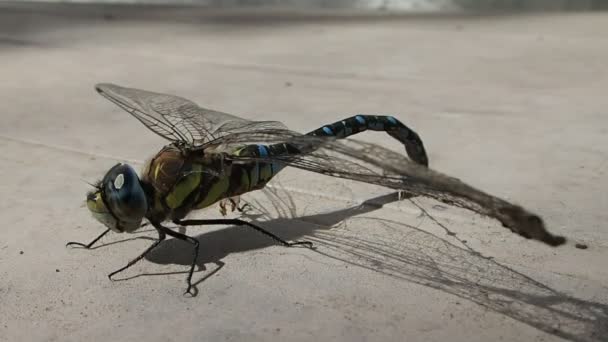 Libélula con pelucas enmarañadas con seda de araña en una mesa tratando de volar — Vídeo de stock