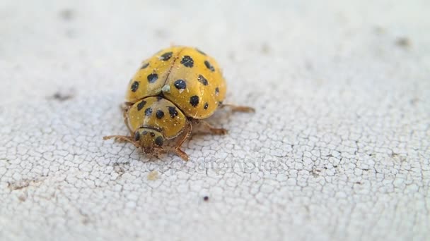 Yellow ladybug leaving the frame — Stock Video