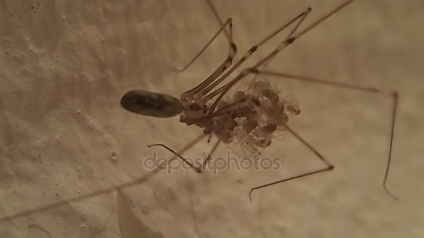 Patas largas araña madre — Vídeos de Stock