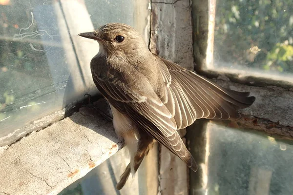 Vogel nahe einem Fenster — Stockfoto