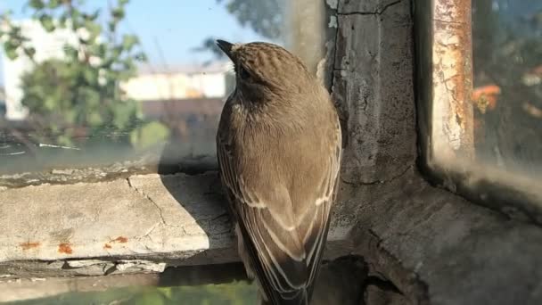 Pájaro marrón en movimiento — Vídeos de Stock