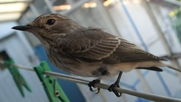 Brown bird on a wire — Stock Video