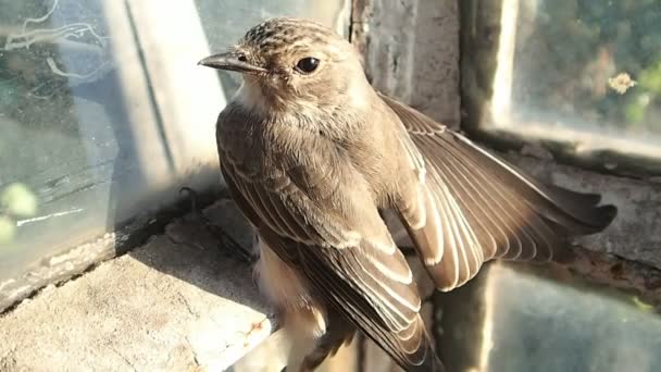 Pájaro marrón en una ventana — Vídeos de Stock